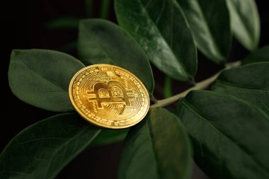 Dolar ağacı yaprakları dijital bir bitcoin madeni para olan Dnipro, Ukrayna - 23 Ağustos 2023