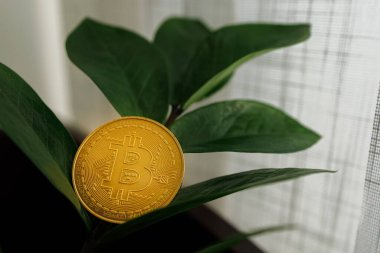 Bitcoin sikkesi bir dolar olan Ukrayna 'nın ağaç yapraklarından filizleniyor gibi görünüyor - 23 Ağustos 2023