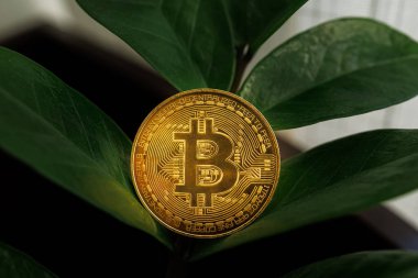 Bitcoin sikkesi bir dolar olan Ukrayna 'nın ağaç yapraklarından filizleniyor gibi görünüyor - 23 Ağustos 2023