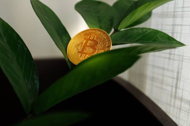 Altın renkli bir Bitcoin dijital sikke, Ukrayna 'nın çiçekleri yerine dolar ağacının bitkilerinde büyüdü - 23 Ağustos 2023