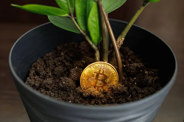Dnipro, Ukrayna 'daki bir çömleğe yerleştirilen altın renkli bitcoin dijital para - 23 Ağustos 2023