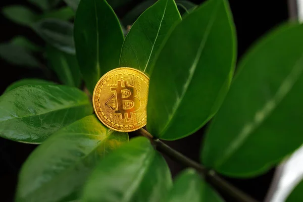 Makro Shot Złotej Bitcoin Który Spoczywa Gałęziach Drzewa Dolara Pobliżu Obrazek Stockowy