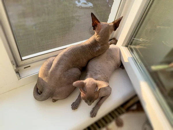 The cats lie together on the window and bask in the sun. Sphinx cats on the window.
