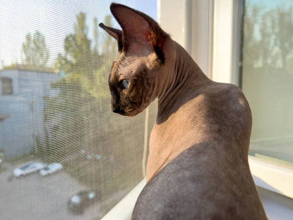 A kitty cat watches sitting on the window. Sphinx cats on the window.