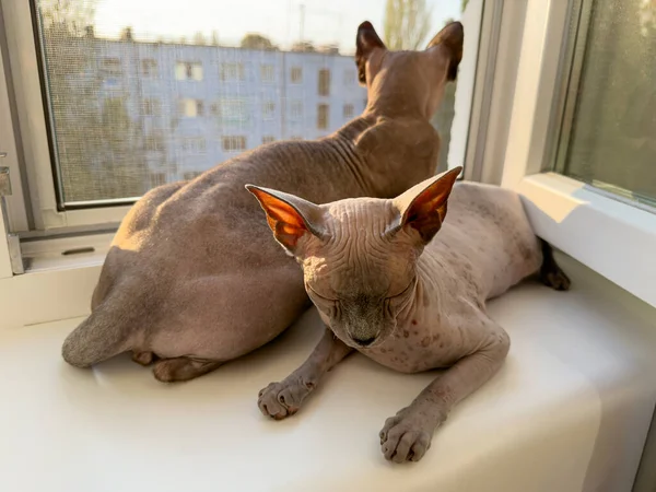 Two cats lie on the window cuddled up to each other. Sphinx cats on the window.