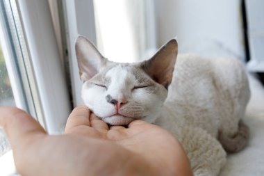 Kedi yavrusu ağzını adamın avucuna dayadı ve gözlerini kapattı. Mavi gözlü beyaz Devonrex kedisi.