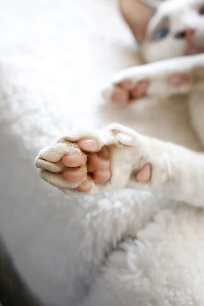 猫的爪子伸出来的白色Devonrex猫 蓝眼睛 — 图库照片