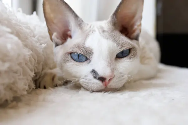 A white cat\'s face, he\'s looking forward. White Devonrex kitty with blue eyes.