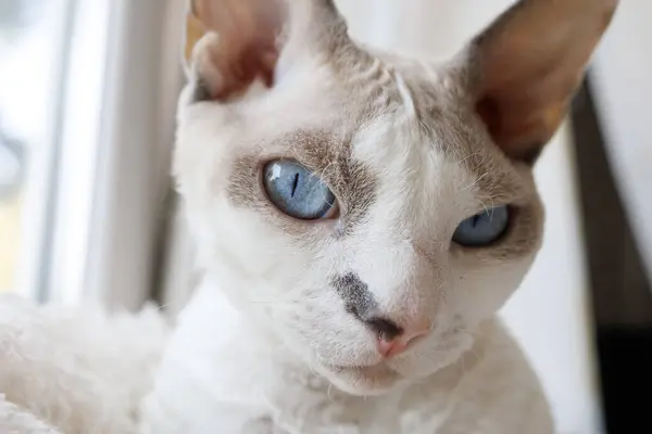 A white cat\'s face, he\'s looking forward. White Devonrex kitty with blue eyes.