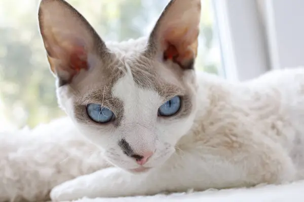 The kitten looks away lying on the window. White Devonrex kitty with blue eyes.