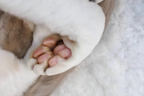 Bílá Kočička Zastrčila Tlapky Pod Sebe Bílá Devonrex Kočička Modrýma — Stock fotografie