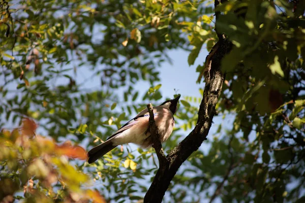 Oiseau Cache Dans Les Branches — Photo
