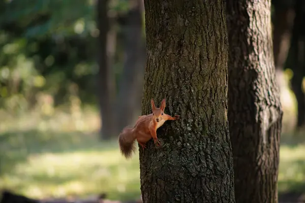 다람쥐가 포스트 아래로 달려갑니다 — 스톡 사진