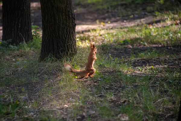 Das Rote Eichhörnchen Steht Auf Seinen Hinterbeinen Und Schaut — Stockfoto