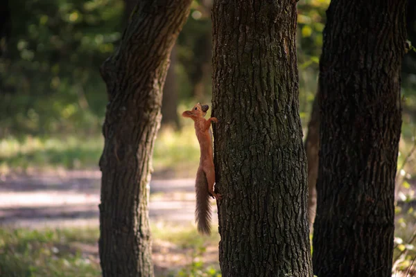 이빨에 너트가있는 다람쥐가 나무를 달리고 있습니다 — 스톡 사진