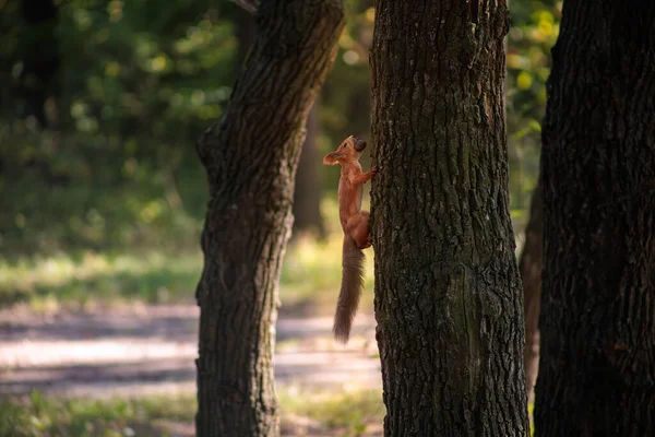 Dişinde Fındık Olan Kırmızı Bir Sincap Ağaçta Koşuyor — Stok fotoğraf