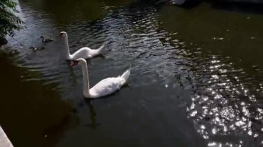 Gölün etrafında yüzen iki kuğu. Suyun üzerinde yüzen kuşlar..