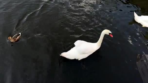鳥が湖の周りを泳いでいる 水の体に浮かぶ鳥たち — ストック動画