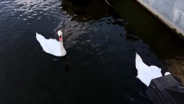 Δύο Όμορφοι Κύκνοι Κυκλώνουν Λίμνη Πτηνά Που Επιπλέουν Νερό — Αρχείο Βίντεο