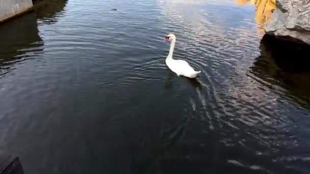White Swans Swim Lake Birds Floating Body Water — Stock Video