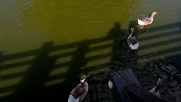 Oche Che Nuotano Sul Lago Vicino Ponte Legno Uccelli Che — Video Stock