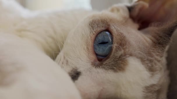 さまざまな方向に見える猫の目を閉じる — ストック動画