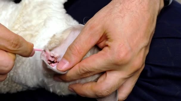 Dolor Oído Gatito Limpiar Una Oreja Gato Con Una Varita — Vídeos de Stock