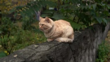 Çitin üzerinde bir kedi oturuyor. Çitteki kırmızı kedi