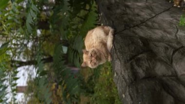 Parkta bir kedi çitin üzerinde oturuyor. Çitteki kırmızı kedi