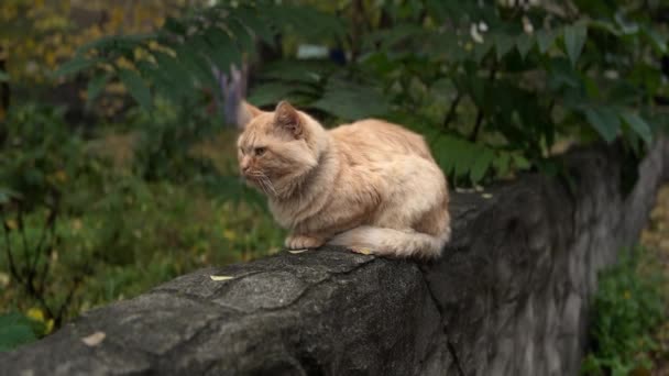 Gatto Seduto Sulla Recinzione Gatto Rosso Sulla Recinzione — Video Stock