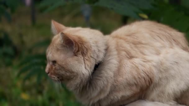 Kedi Kıvrılmış Çitin Üzerine Oturur Etrafına Dikkatlice Bakar Çitteki Kırmızı — Stok video