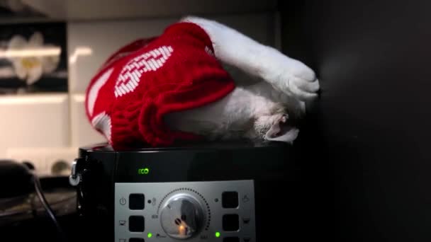 Kedi Kahve Makinesinin Üzerinde Yatıyor Kedi Mutfaktaki Kahve Makinesinin Üzerine — Stok video