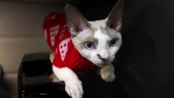 Kırmızı Kazaklı Kedi Kedi Mutfaktaki Kahve Makinesinin Üzerine Oturur — Stok video
