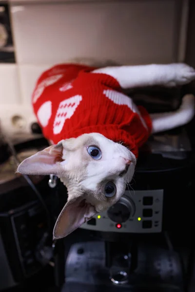 a kitty in a red sweater hanging upside down. The cat is lying on the coffee machine.