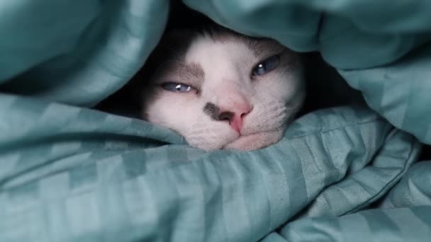 自分を暖めるために毛布の下に隠れた猫 — ストック動画