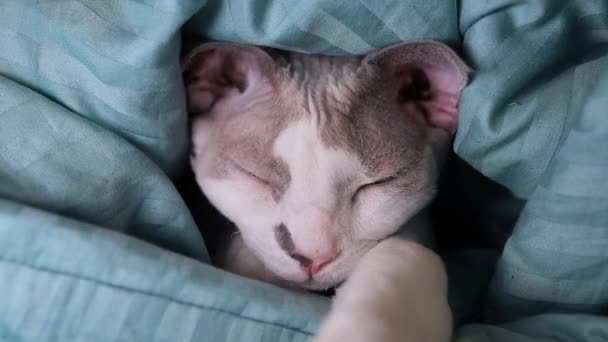 Cat Blanket Warming Itself — Stock Video