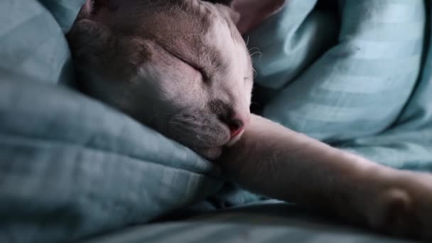Battaniyenin Altında Patisi Dışarıda Uyuyan Bir Kedi — Stok video