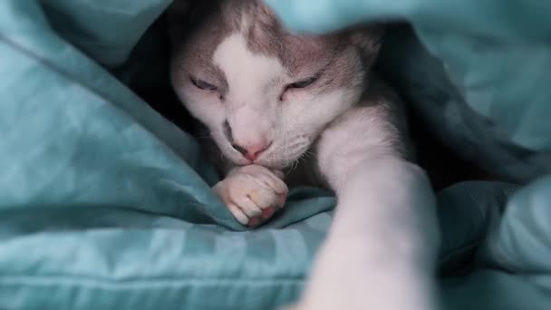 Cat Blanket Sleeping Its Paw Sticking Out — Stock Video