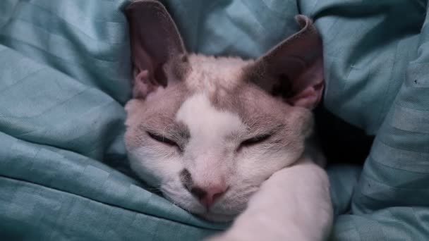 Battaniyenin Altındaki Kedi Gözlerini Kırpıyor — Stok video