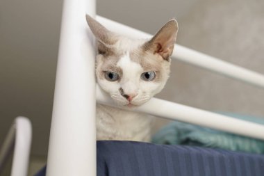 Kedi yavrusu kafasını yatağın başlığının arasına sokmaya çalışıyor. Devon Rex soyundan beyaz bir kedi..