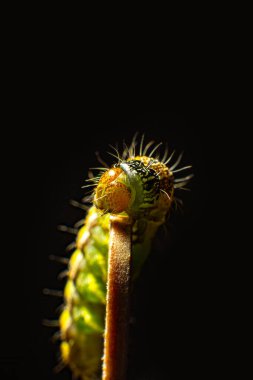Yeşil renkli bir tırtıl tahta bir çubuğa tırmanır Makro fotoğraf yeşil tırtıl siyah arka planda
