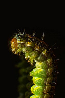 The hotel is lying on its side  Macro photo green caterpillar on black background clipart