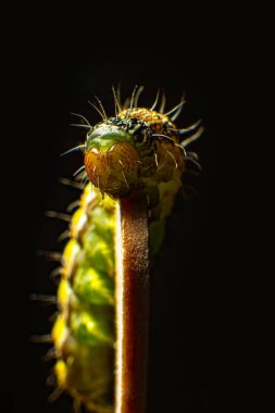 A green-colored caterpillar climbs up a wooden stick Macro photo green caterpillar on black background clipart