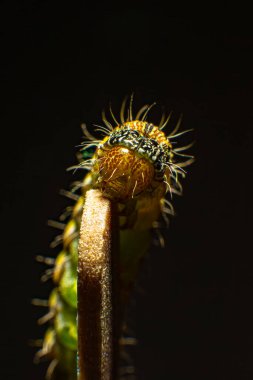 Ön plandaki tırtılın başı siyah arka planda yeşil tırtıl fotoğrafı.