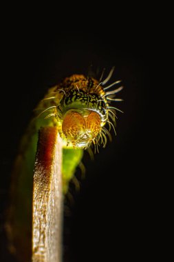 Tahta çubukta asılı duran tırtılın bacakları ona takıldı. Siyah arka planda Macro fotoğraf yeşil tırtıl