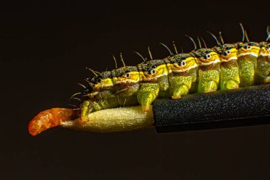 Close-up of the tail of a caterpillar that is emptying. Macro photo green caterpillar on black background clipart