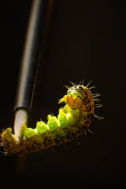 The green caterpillar has its paws in the tip of the tassel and is trying to curl up. Macro photo green caterpillar on black background clipart