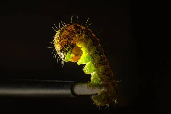 stock image A green caterpillar that sits on the tip of the tassel from bending its body. Macro photo green caterpillar on black background