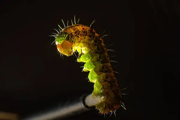 stock image A multicolored caterpillar clutched at the tip of the tassel with its hind legs. Macro photo green caterpillar on black background