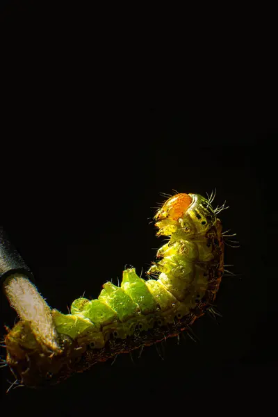 stock image The caterpillar clutched the tip of the stick with its paws. Macro photo green caterpillar on black background